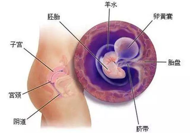 怀孕二十五周是几个月,怀孕二十五周是几个月，孕期的一个重要里程碑解析