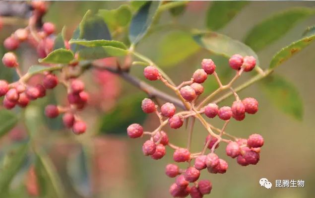 广东省花椒哪里好,广东省花椒产地优质之选