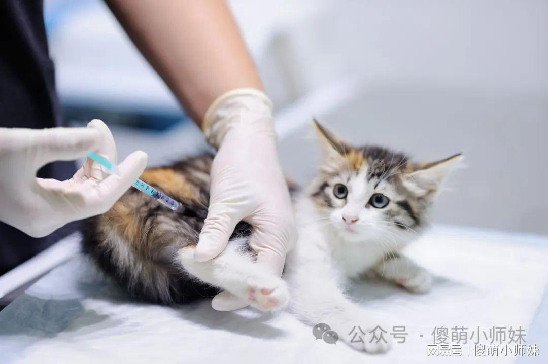 小猫几个月打疫苗,小猫疫苗接种的时间与重要性