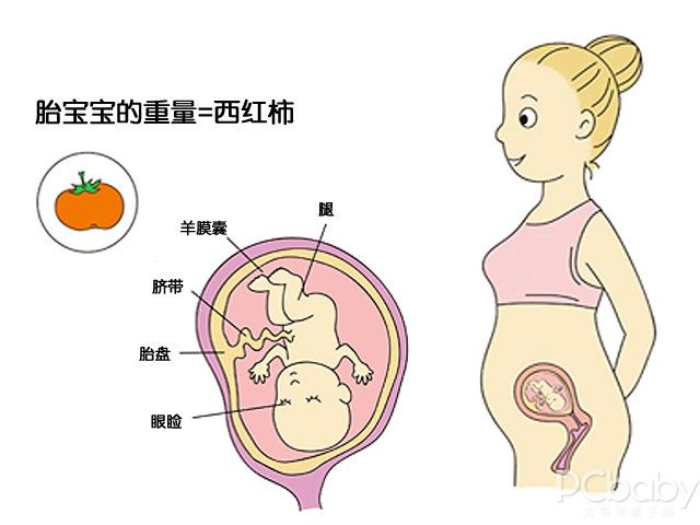 怀孕三个月有多大,怀孕三个月的胎儿成长与变化